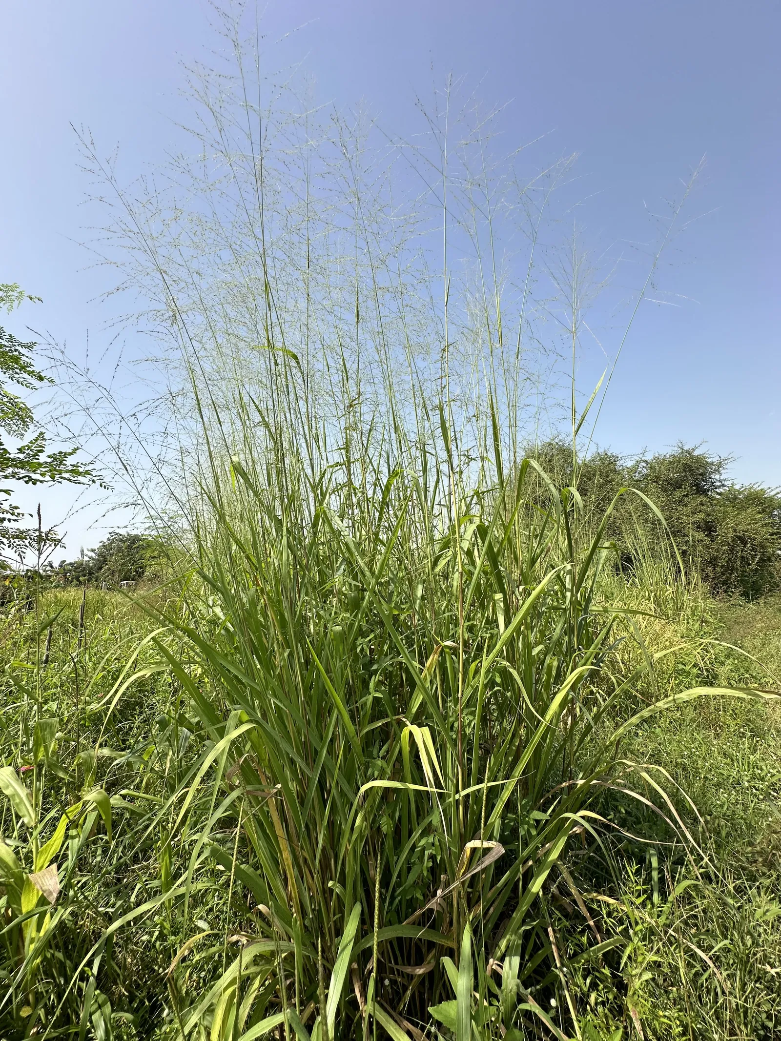 Tall growing grass with fine branching seed heads against a clear sky.